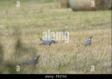 flock of pigeons feeding on grain in a harvested field Stock Photo