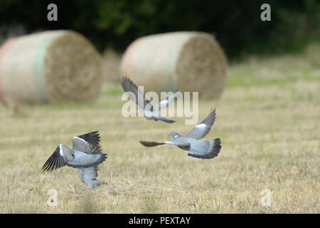 flock of pigeons flying over a field of corn Stock Photo