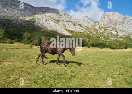 Pottoka, Europe's wildest horses, reintroduction for ecological restoration and rewilding in northern Spain Stock Photo