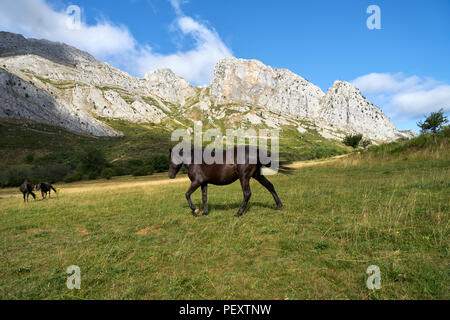 Pottoka, Europe's wildest horses, reintroduction for ecological restoration and rewilding in northern Spain Stock Photo