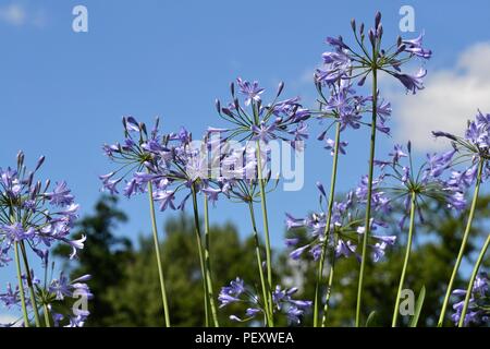 Agapanthus in the sun against the sky