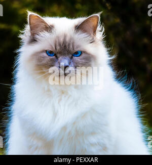 White domestic cat Stock Photo