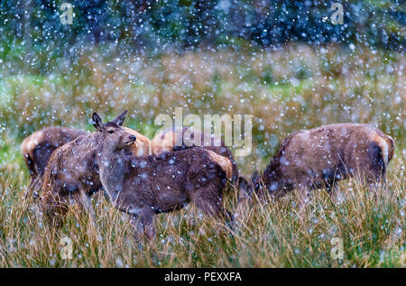 Red deer in a snow shower in Norway Stock Photo