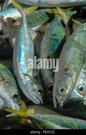 Fresh fish caught in Rio de Janeiro, fishmongers in Copacabana Stock Photo