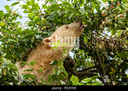 Spirit Bear licking up apple in tree Stock Photo