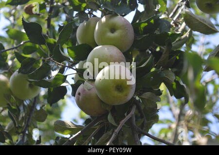 Apples in an apple tree Stock Photo