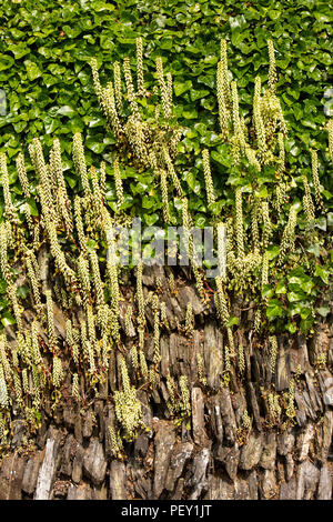 UK, Cornwall, Padstow, ivy and navelwort, growing on traditonal cornish stone wall Stock Photo