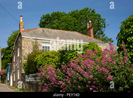 UK, Cornwall, Flora, Padstow, Fentonluna Lane, red Valerian flowers (Centranthus ruber) growing in hedgerow Stock Photo