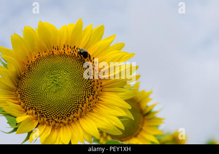 Row of Sunflowers in Field, with Bee Stock Photo