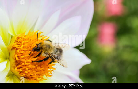 Macro photography of pollinator honey bee drinking nectar from white wild flower and garden background out of focus due to shallow depth of field. Stock Photo