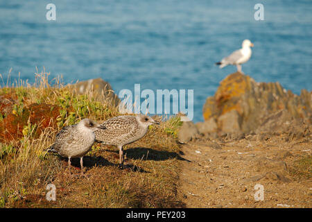 Two juvenile Herring seagulls together on a cliff top, a full grown seagull, out of focus, is in the background. Stock Photo