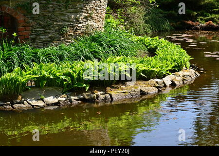 Funkia (Hosta) and daylilies  group above the water (curve) - reflection Stock Photo