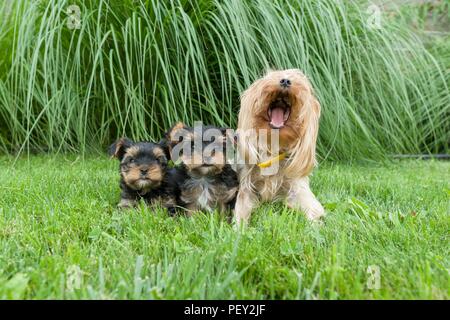 Outdor portrait of mummy and two small puppies of Yorkshire terrier. Dogs are sitting on green lawn, looking at the camera Stock Photo