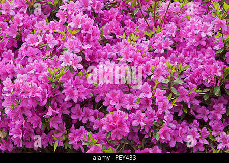 Beautiful rhododendron purple flowers in full bloom in spring, soft focus Stock Photo