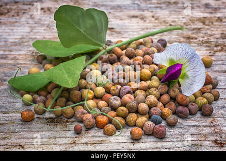 Roveja beans (Pisum sativum var. arvense), also known as robiglio or austrian winter pea, is a Mediterranean pea dried grown in Italy and the Netherla Stock Photo