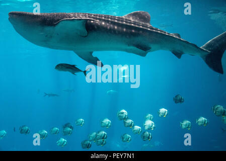 Massive whale shark in the Ocean Voyager tank (containing 6.3-million U.S. gallons of water) at the Georgia Aquarium in Atlanta, Georgia. (USA) Stock Photo