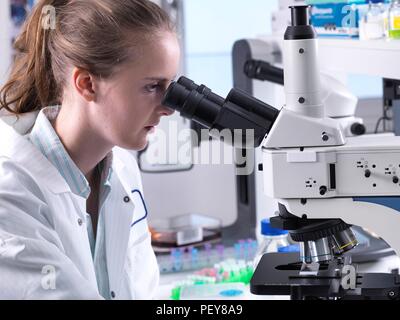 Scientists viewing a biological sample on a glass slide under a light microscope. Stock Photo