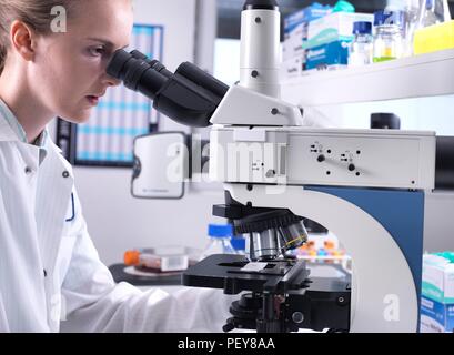 Scientists viewing a biological sample on a glass slide under a light microscope. Stock Photo