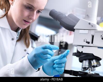 Scientist viewing a sample on a glass slide before putting it under a light microscope. Stock Photo