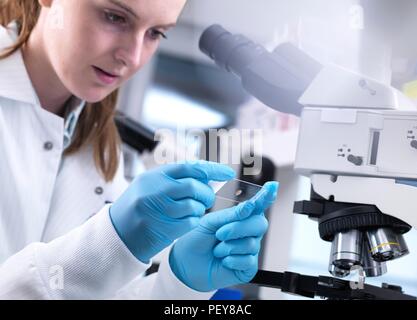 Scientist viewing a sample on a glass slide before putting it under a light microscope. Stock Photo