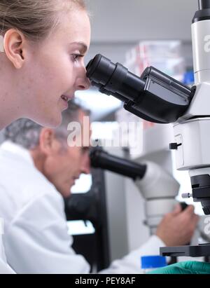 Scientists viewing a sample on a glass slide under a light microscope. Stock Photo