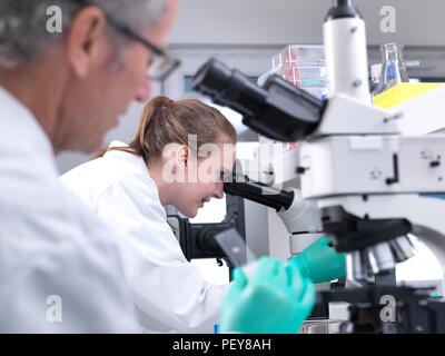 Scientists viewing a sample on a glass slide under a light microscope. Stock Photo