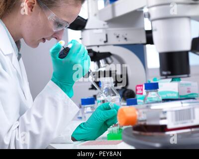 Preparing sample vials. Laboratory worker pipetting liquid into an eppendorf vial. Stock Photo
