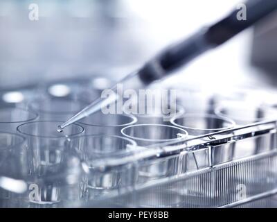 Pipetting sample into multiwell plate for analysis in a laboratory. Stock Photo