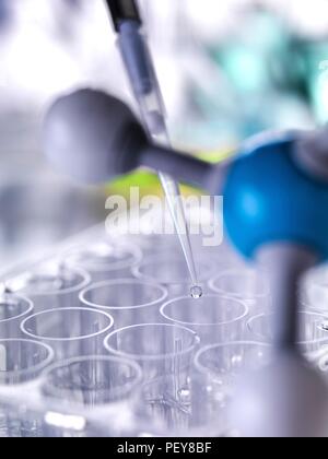 Pipetting sample into multi well plate for analysis in a laboratory. Stock Photo