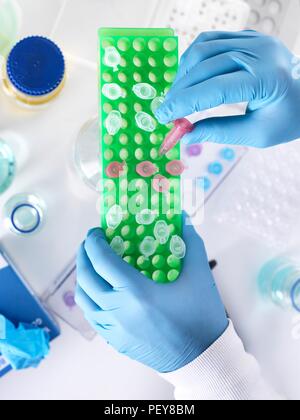 Scientist preparing a sample in an Eppendorf tube for chemical analysis. Stock Photo
