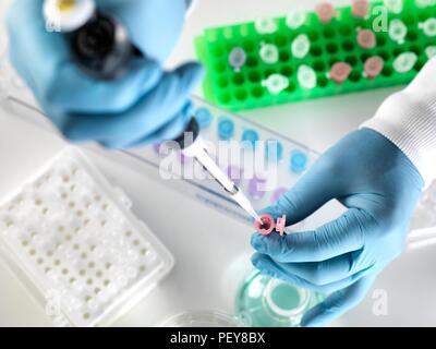 Scientist preparing a sample in an Eppendorf tube for chemical analysis. Stock Photo