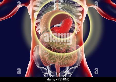 Human stomach, computer illustration. Stock Photo