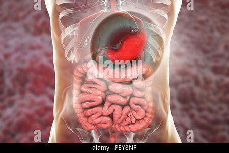 Human stomach, computer illustration. Stock Photo