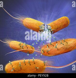 Computer illustration of T-bacteriophages, or phages, leaving bacteria. Phages are viruses that infect bacteria. T-phages consist of an icosahedral (20-sided) head, which contains the genetic material (either DNA or RNA), and a thick tail with several bent tail fibres. The tail is used to inject the genetic material into the host cell to infect it. The phage then uses the bacterium's genetic machinery to replicate itself. When a sufficient number have been produced the phages exit the cell by lysis, a process that kills the cell. Stock Photo