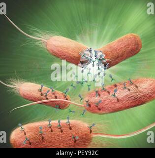 Computer illustration of T-bacteriophages, or phages, leaving bacteria. Phages are viruses that infect bacteria. T-phages consist of an icosahedral (20-sided) head, which contains the genetic material (either DNA or RNA), and a thick tail with several bent tail fibres. The tail is used to inject the genetic material into the host cell to infect it. The phage then uses the bacterium's genetic machinery to replicate itself. When a sufficient number have been produced the phages exit the cell by lysis, a process that kills the cell. Stock Photo