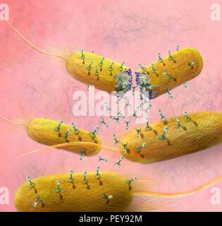 Computer illustration of T-bacteriophages, or phages, leaving bacteria. Phages are viruses that infect bacteria. T-phages consist of an icosahedral (20-sided) head, which contains the genetic material (either DNA or RNA), and a thick tail with several bent tail fibres. The tail is used to inject the genetic material into the host cell to infect it. The phage then uses the bacterium's genetic machinery to replicate itself. When a sufficient number have been produced the phages exit the cell by lysis, a process that kills the cell. Stock Photo