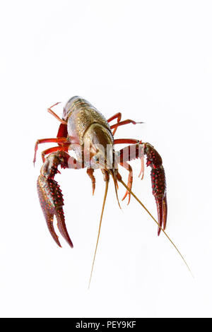 Live Crawfish on white Stock Photo