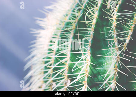 Cactus texture close up Stock Photo