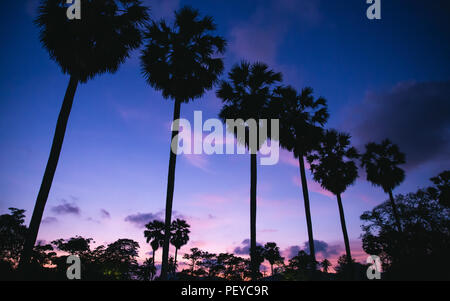 Silhouette sugar palm trees with twilight blue sky near beach. Stock Photo