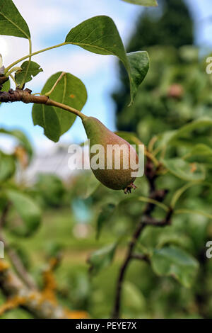 Conference pear Stock Photo