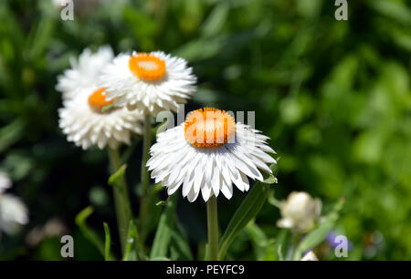 Australian native white everlasting daisy, Xerochrysum bracteatum. Also known as the paper daisies and strawflowers. Endemic to Western Australia Stock Photo