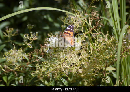 Enjoying The Nectar Stock Photo