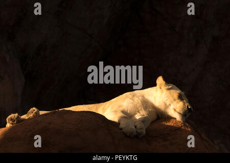 White lioness (Panthera leo) sleeping Stock Photo