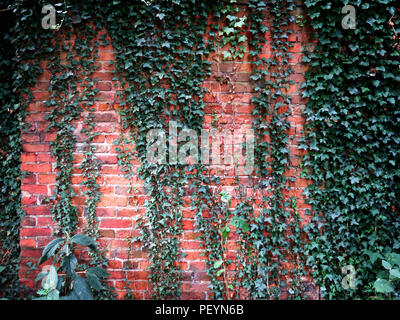 Red brick wall overgrown with ivy in a shady old part of a country house garden in England Stock Photo