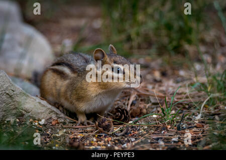 Closeup portrait of an Eastern Chipmunk (Tamias striatus) standing on all fours and looking alert. Stock Photo