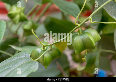 unripe green sacha inchi hanging from a sacha inchi tree Stock Photo