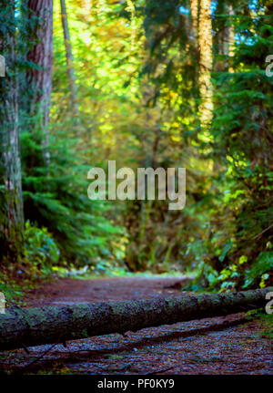 fallen tree lies on a country road in a dense forest blocking the passage Stock Photo