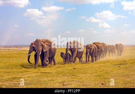 African bush elephant or African elephant (Loxodonta africana) herd at Samburu, Kenya Stock Photo