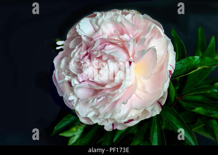 Beautiful gentle white-pink peony close up on a black background isolated with green leaves. Flowers with delicate petals and delicate aroma. Concept  Stock Photo