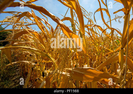 Corn field dried up and only grown low, small corn cobs, through the summer drought, drought, in Ostwestfalen Lippe, Germany, summer 2018, Stock Photo